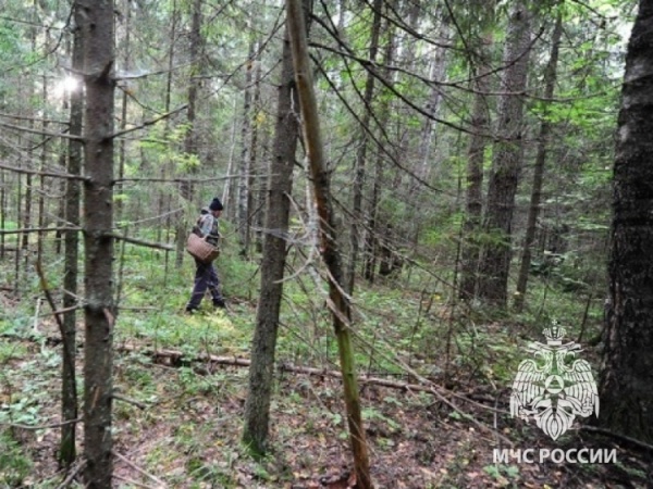 Советы грибникам: что нужно делать, если потерялся в лесу.