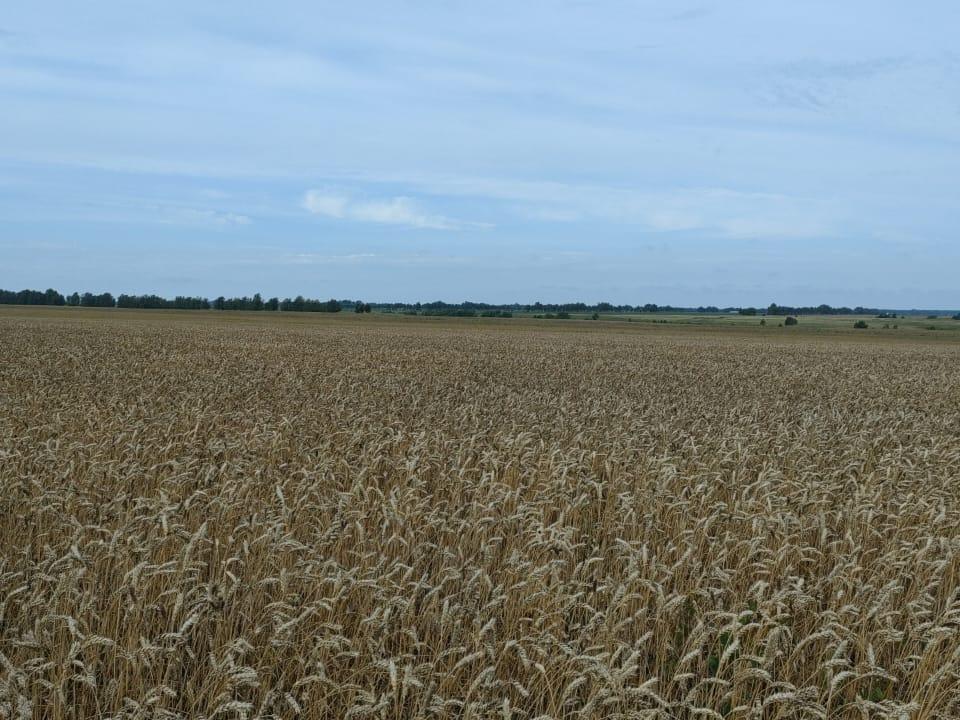 Алтайский край показывает наилучшее в России качество нового урожая пшеницы.