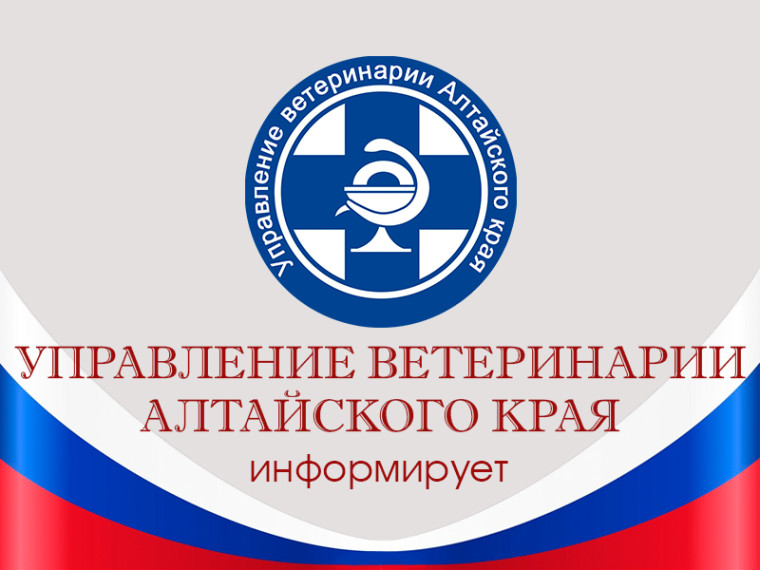 Инфекционный ринотрахеит - пустулезный вульвовагинит КРС. Инфекционный ринотрахеит - пустулезный вульвовагинит КРС.