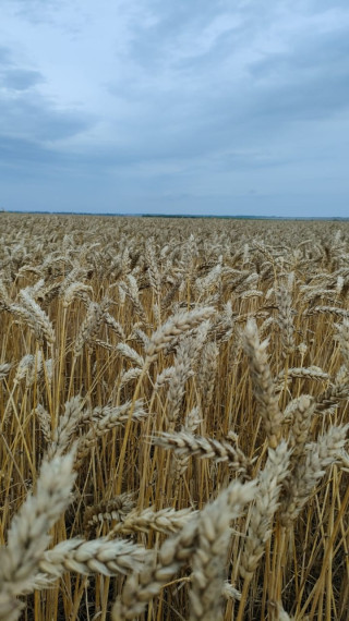 Алтайский край показывает наилучшее в России качество нового урожая пшеницы.